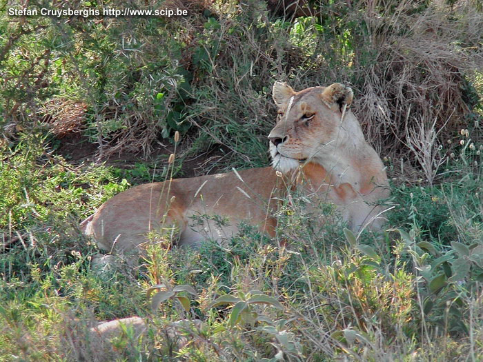 Serengeti - Leeuwin  Stefan Cruysberghs